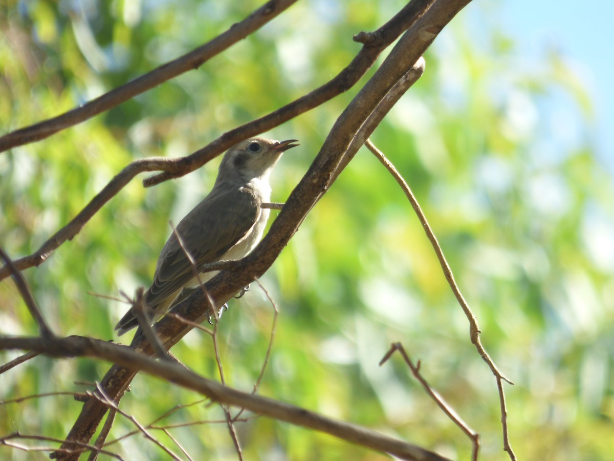 Black-eared Cuckoo - ML44929531