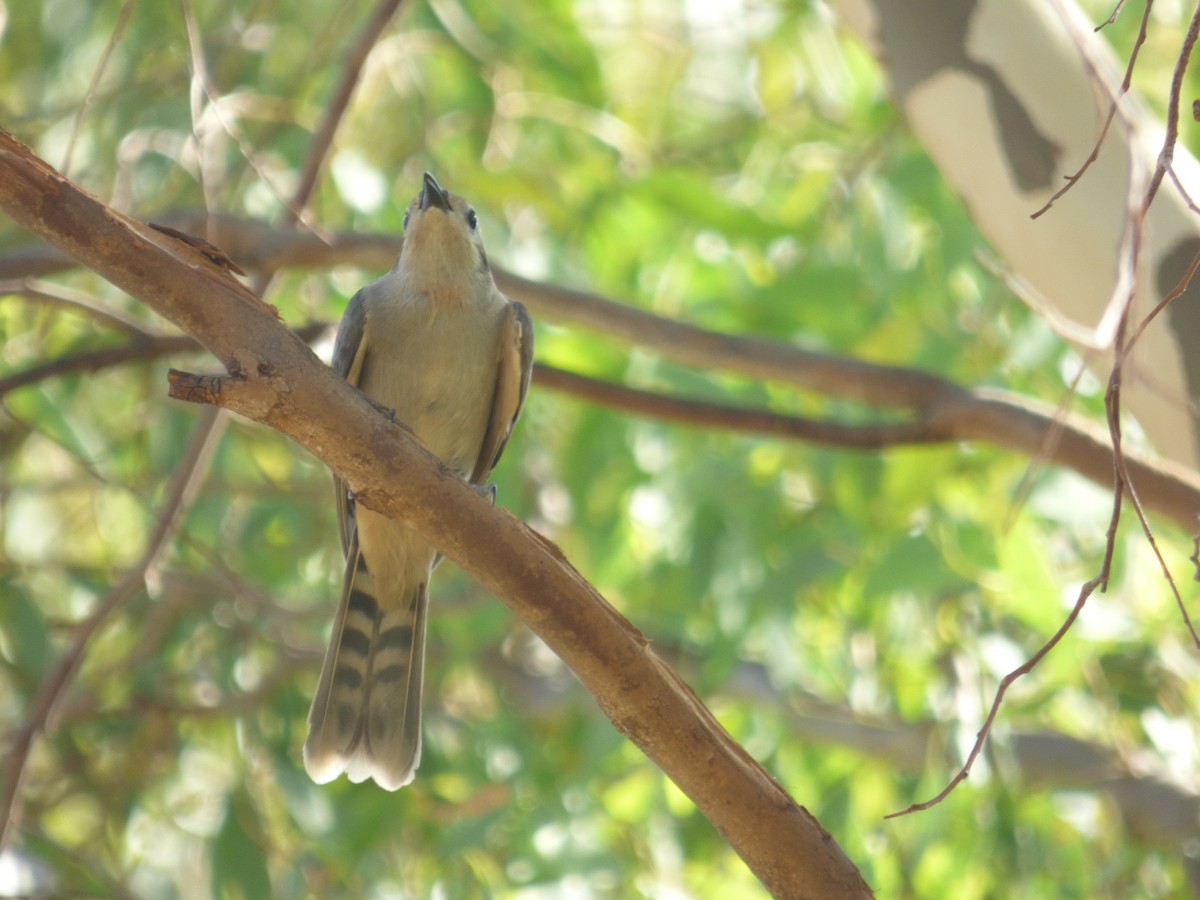 Black-eared Cuckoo - ML44929541