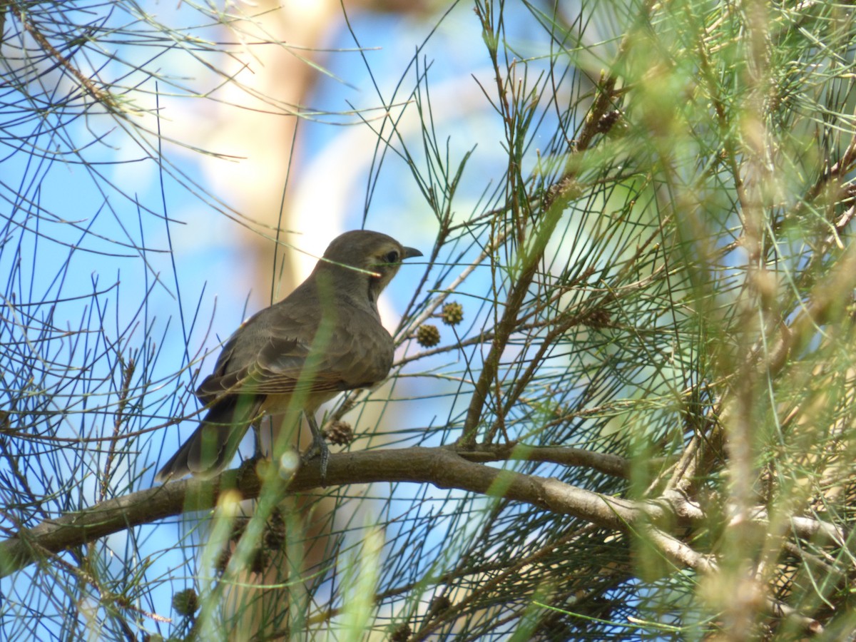 Black-eared Cuckoo - ML44929551