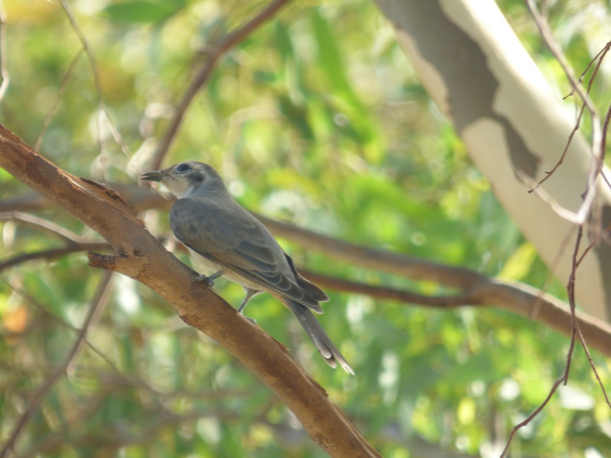 Black-eared Cuckoo - ML44929561