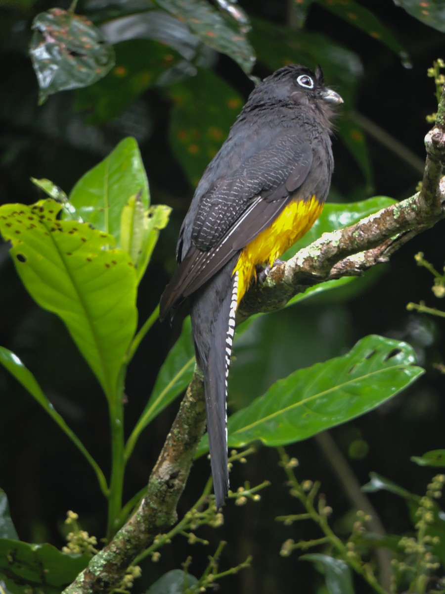 Green-backed Trogon - ML449296461