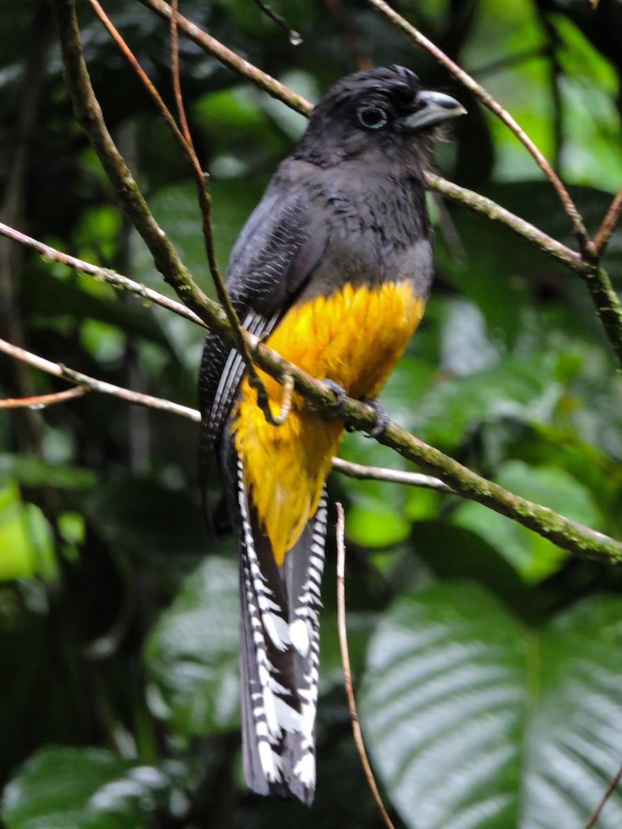 Green-backed Trogon - ML449296491