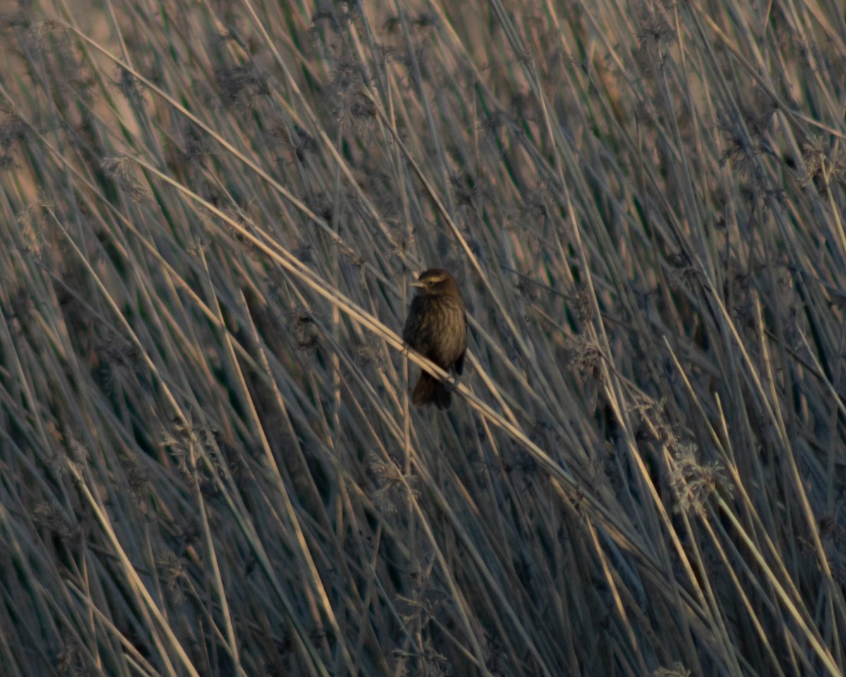 Yellow-winged Blackbird - ML449298271