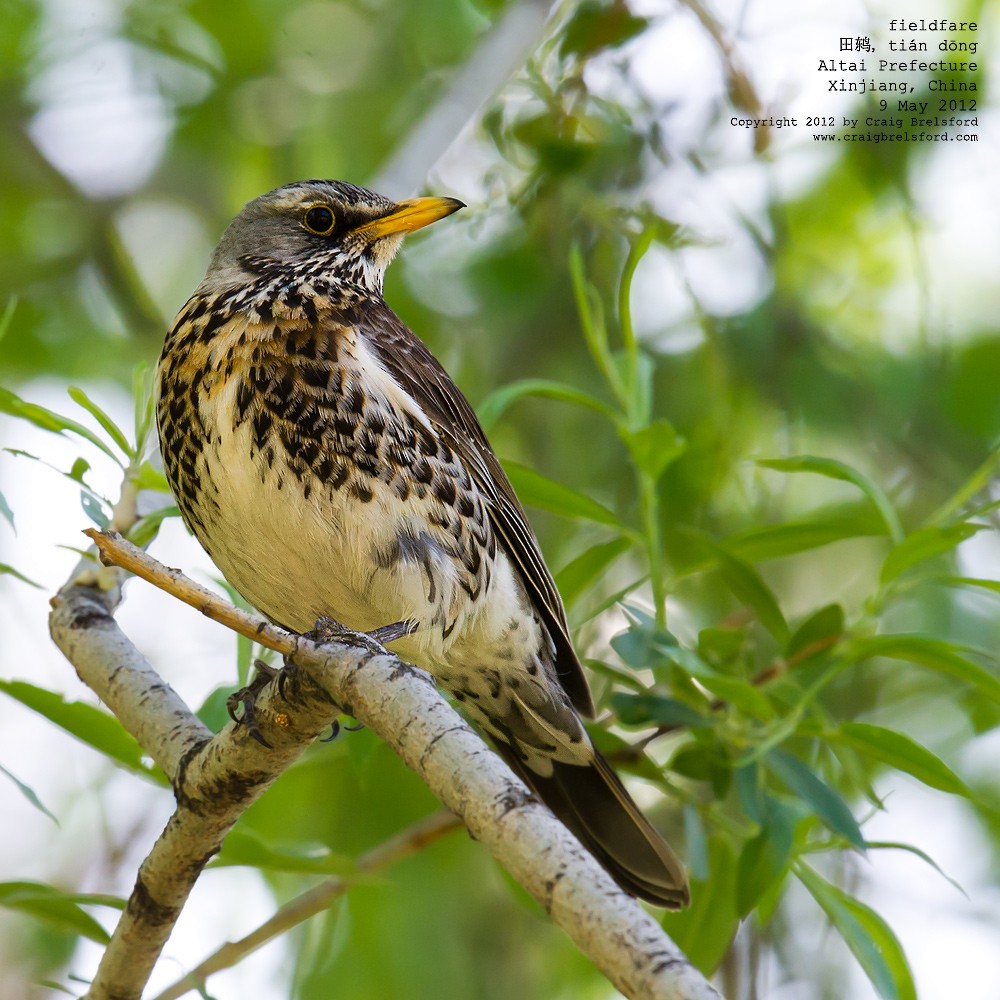 Fieldfare - Craig Brelsford