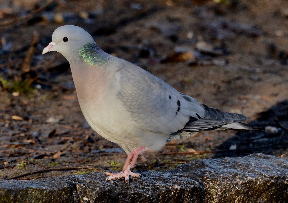 Stock Dove - ML44929881