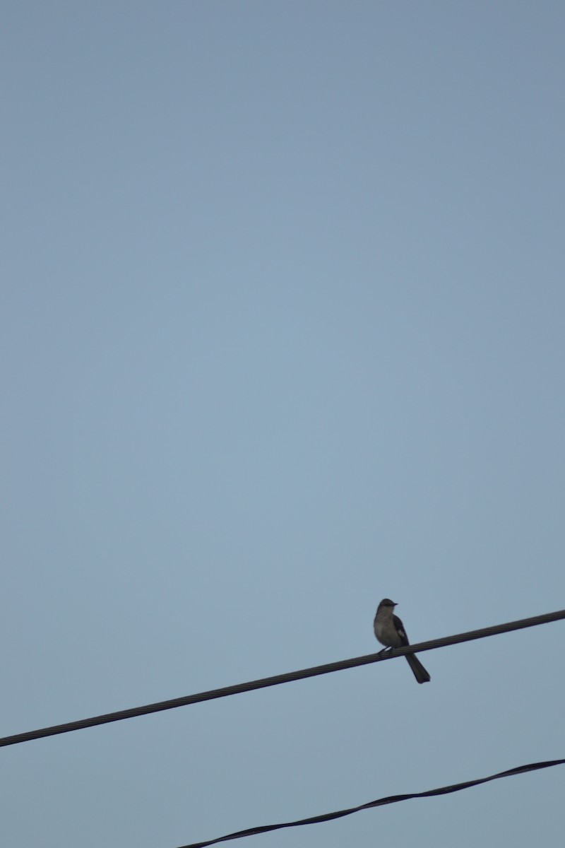 Northern Mockingbird - ML449299231