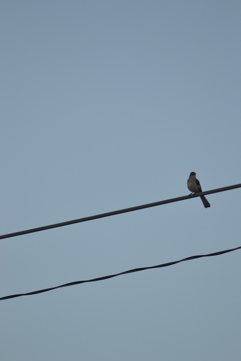 Northern Mockingbird - ML449299321