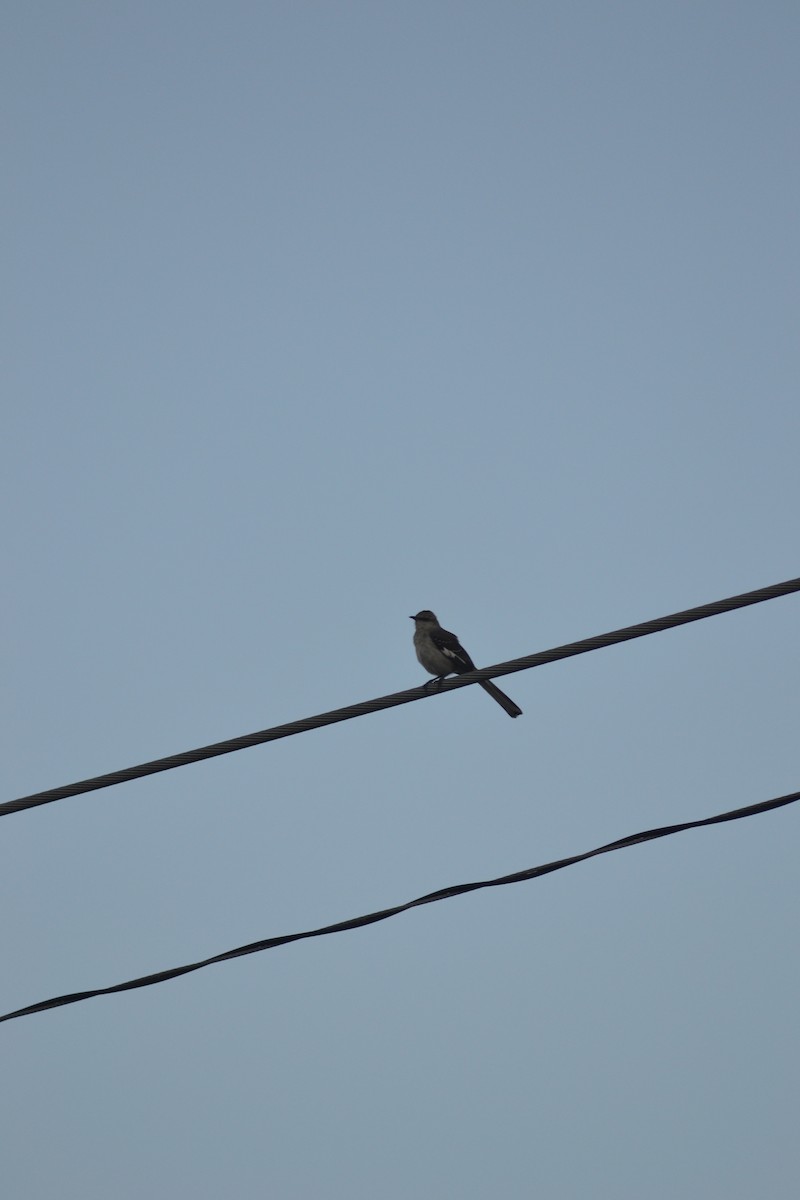 Northern Mockingbird - ML449299341