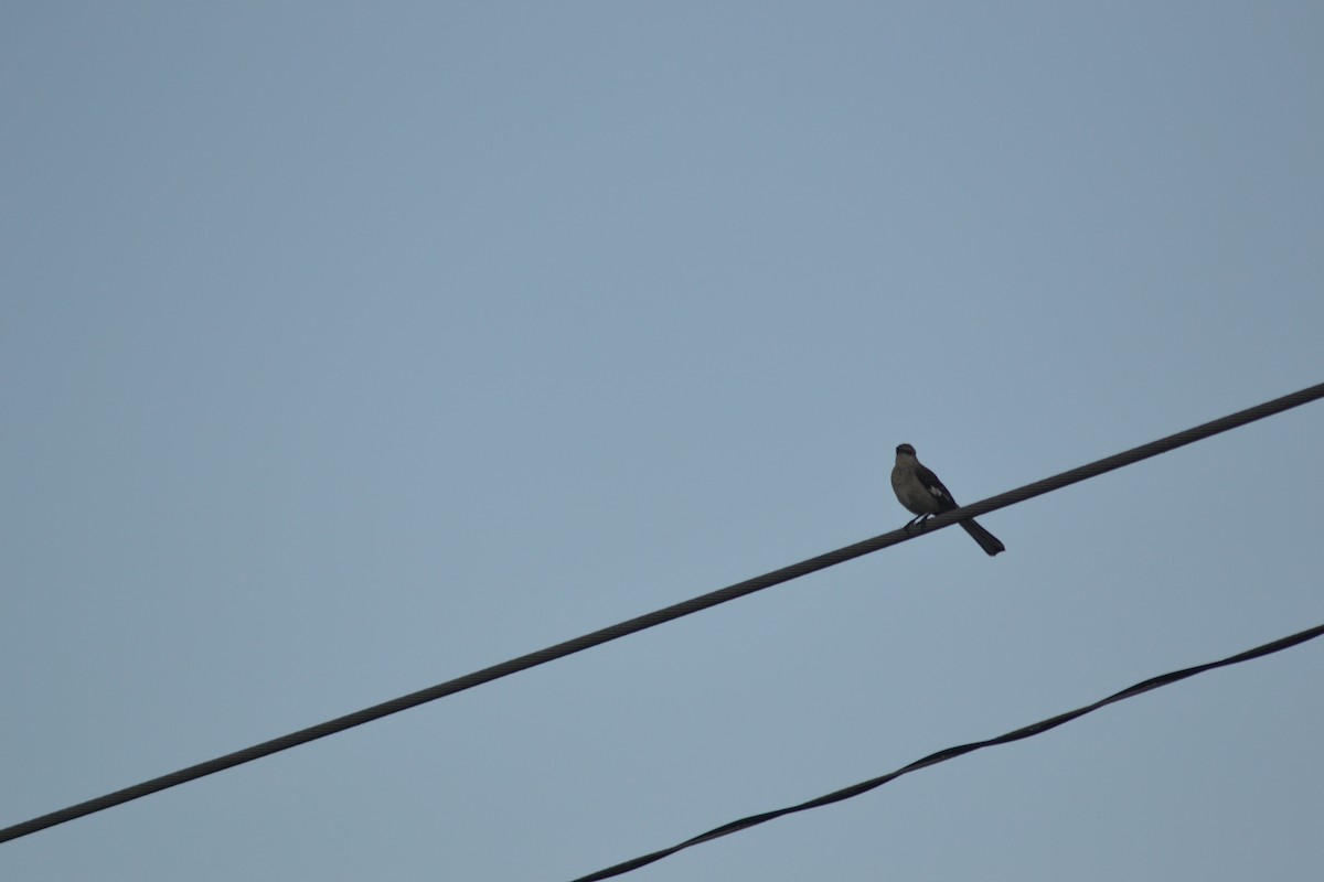 Northern Mockingbird - ML449299351