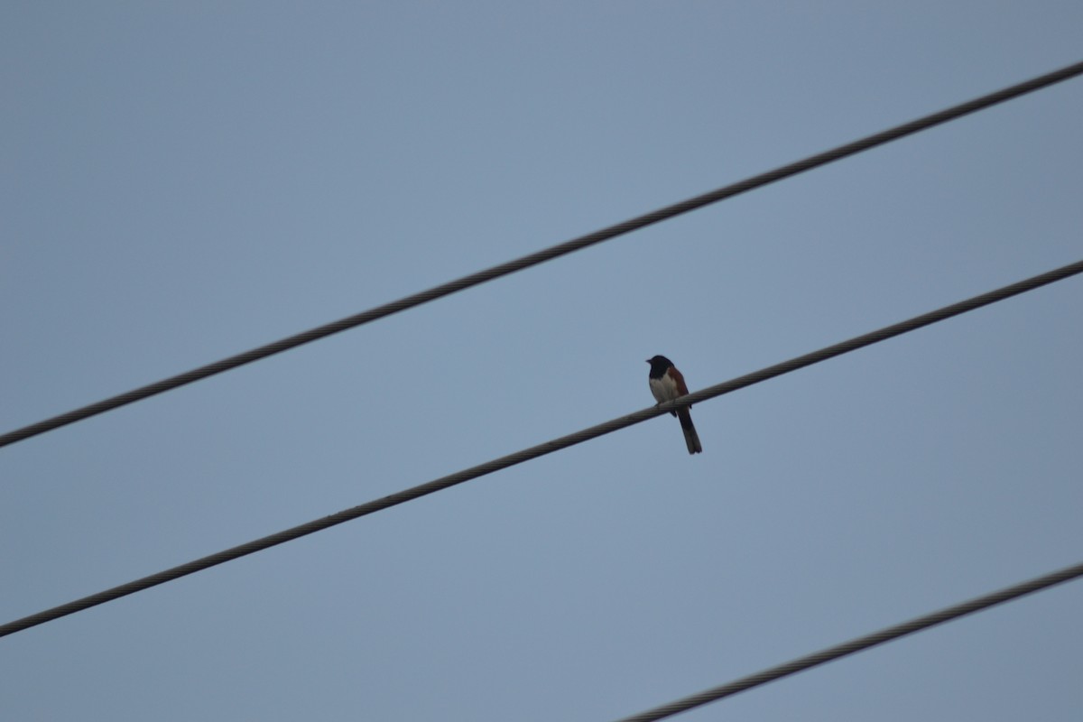 Eastern Towhee - ML449299751