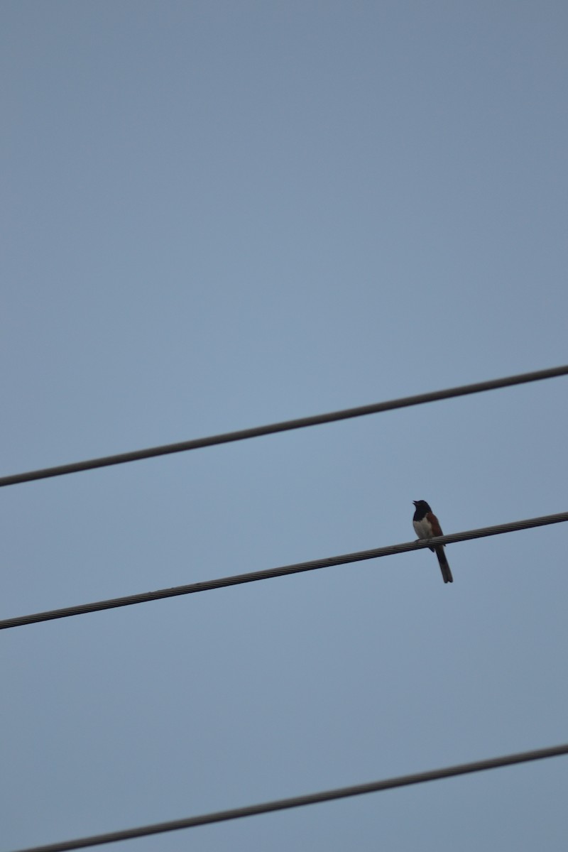 Eastern Towhee - ML449299801