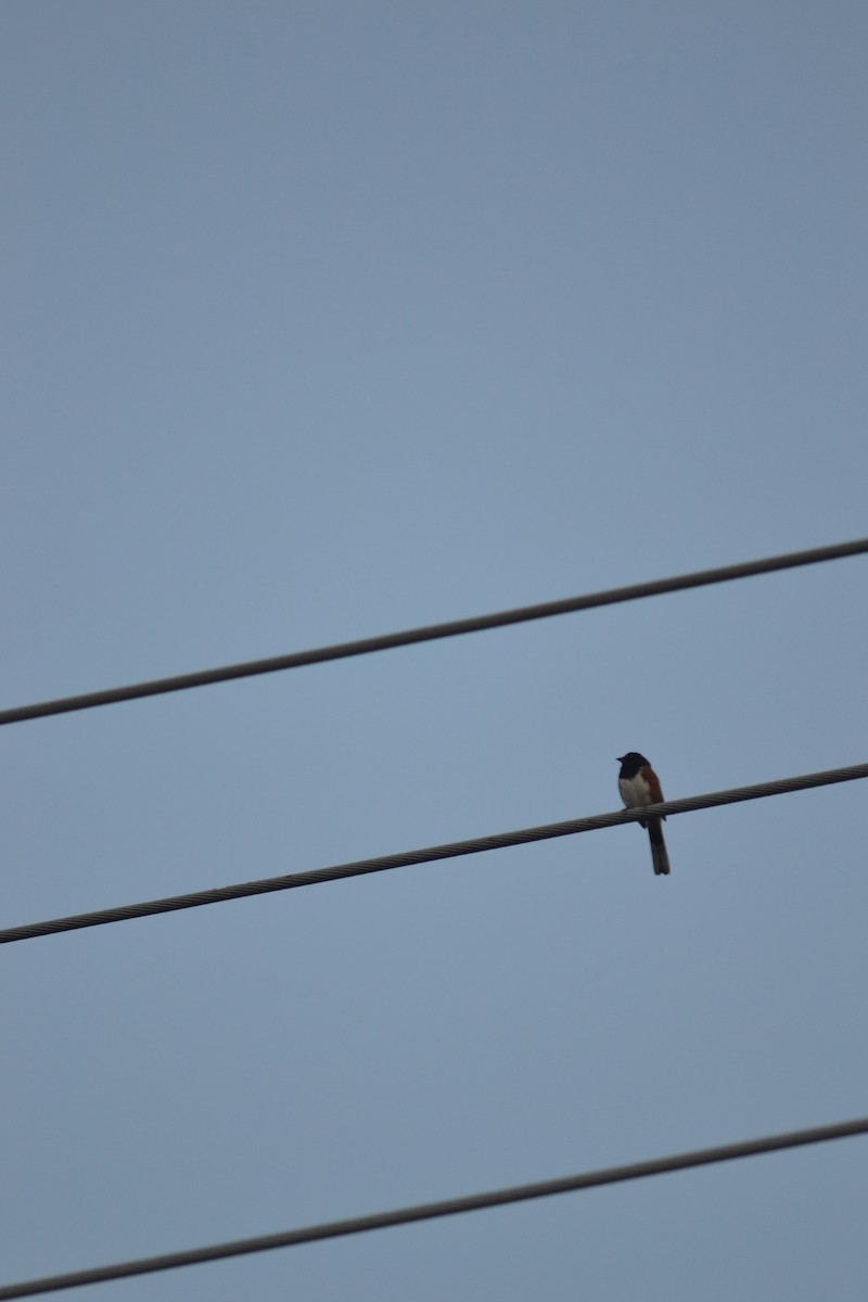 Eastern Towhee - ML449299821