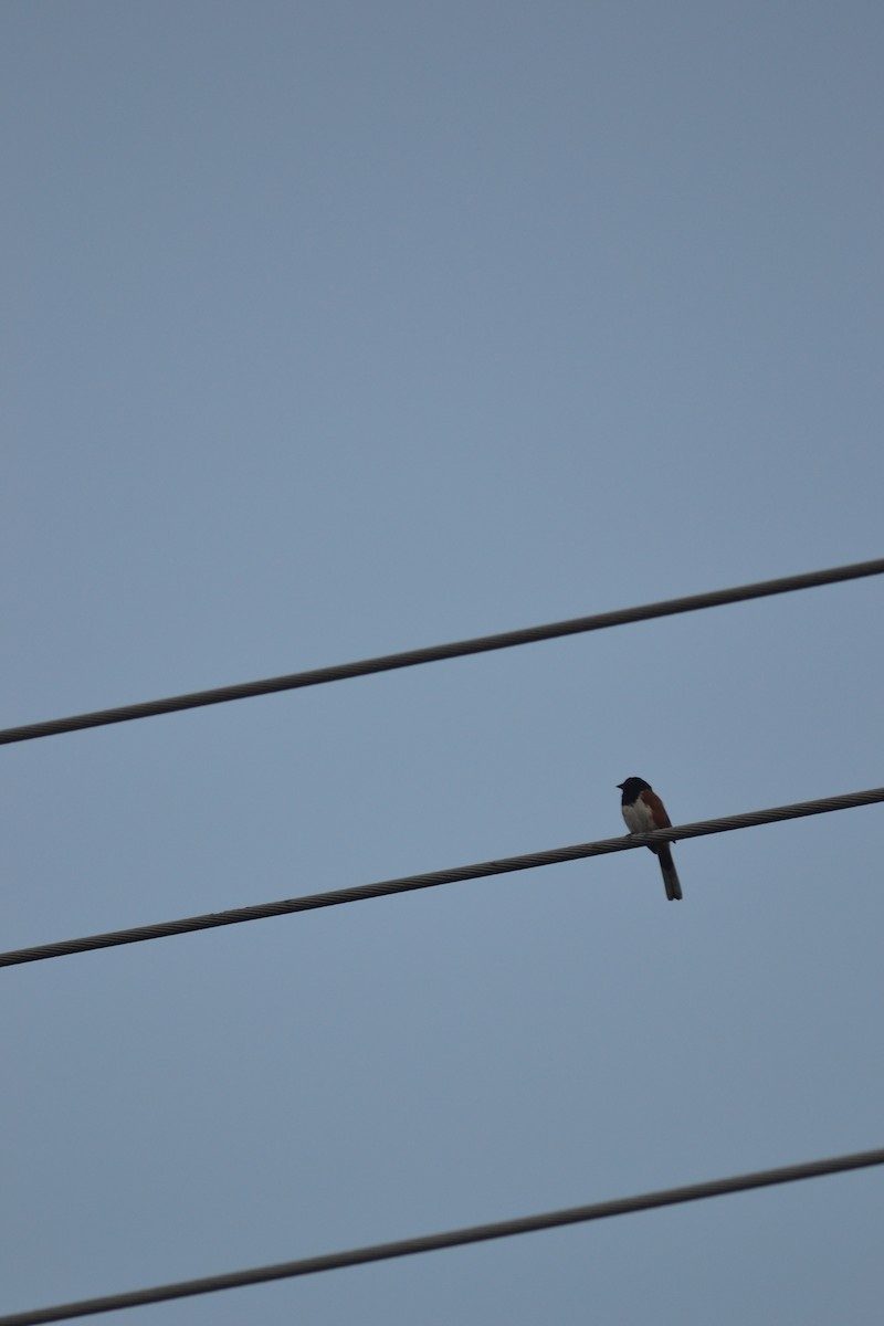 Eastern Towhee - ML449299871