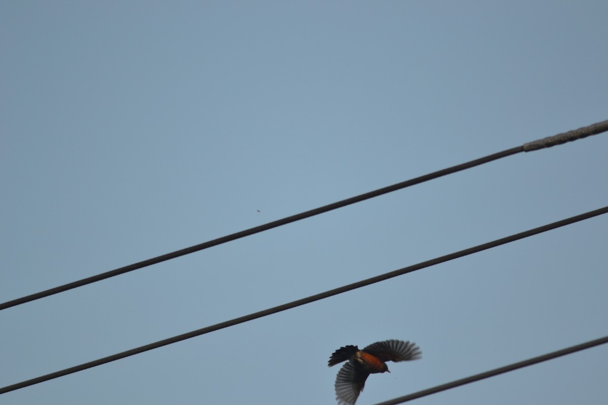 American Robin - Stephen Worley