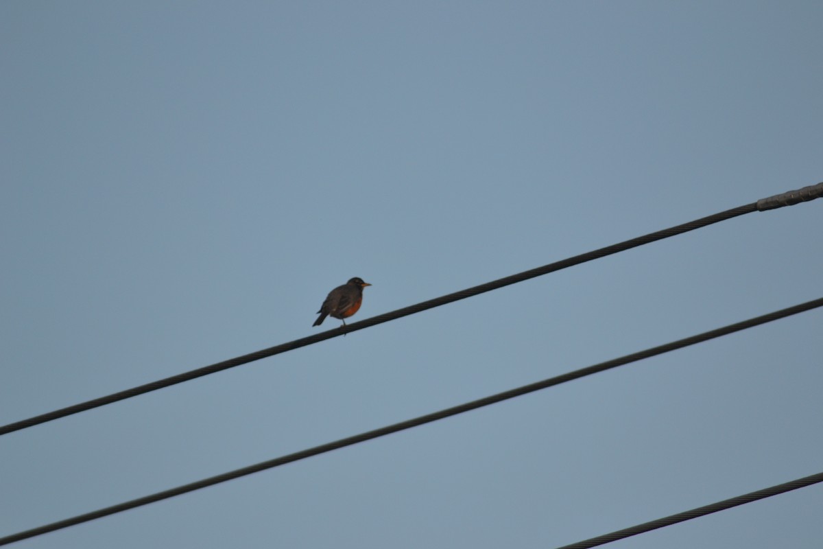 American Robin - ML449300371