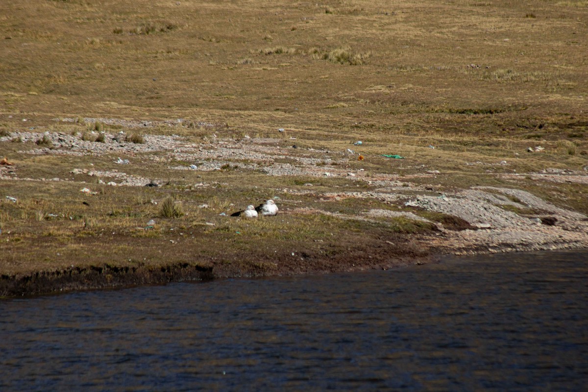 Andean Goose - ML449300531