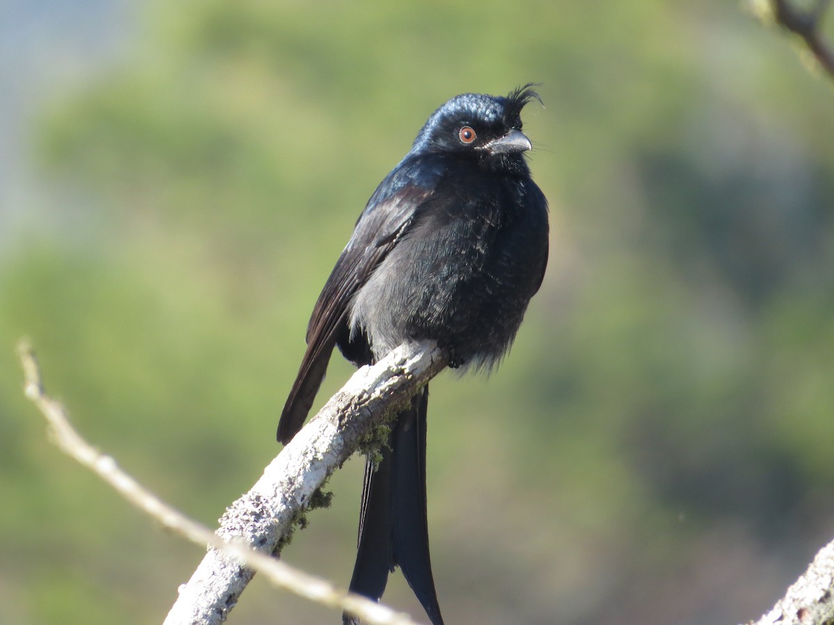 Crested Drongo - ML449300821