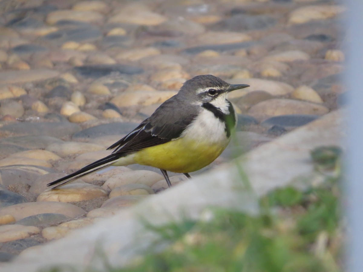 Madagascar Wagtail - ML449301011