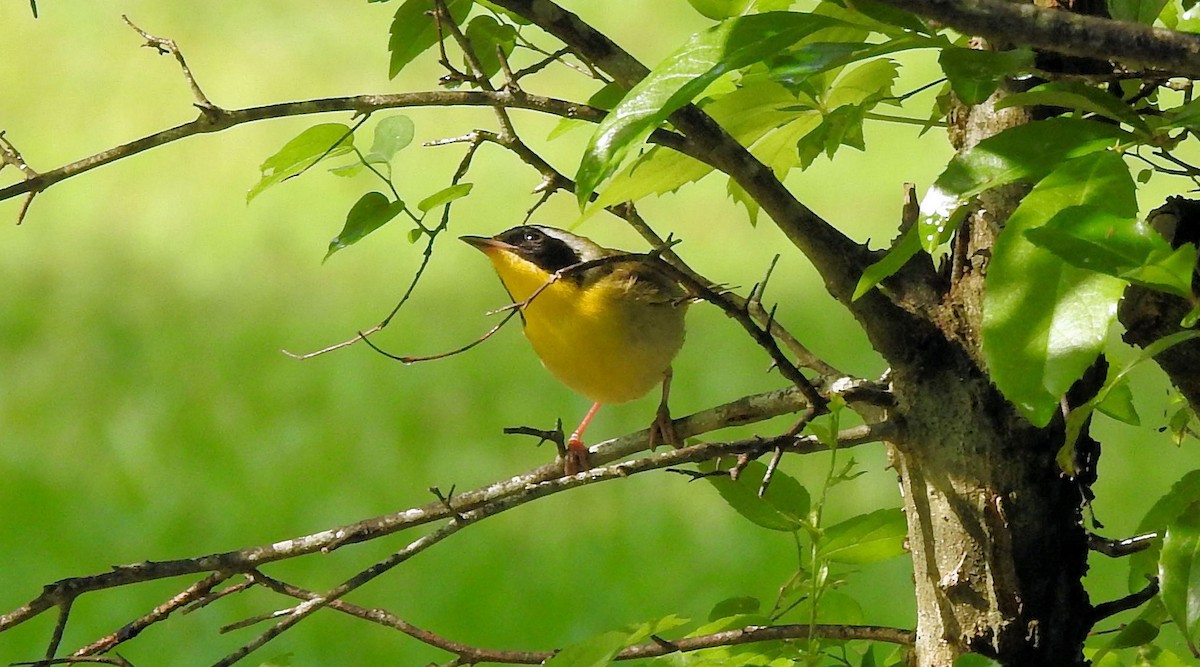 Common Yellowthroat - Gary Hunter