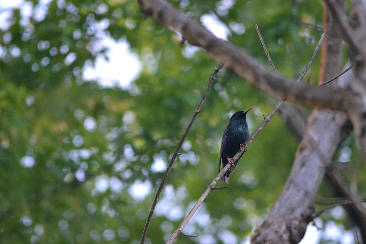 European Starling - ML449301461