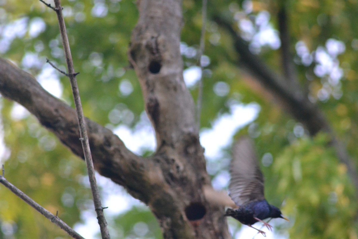 European Starling - Stephen Worley