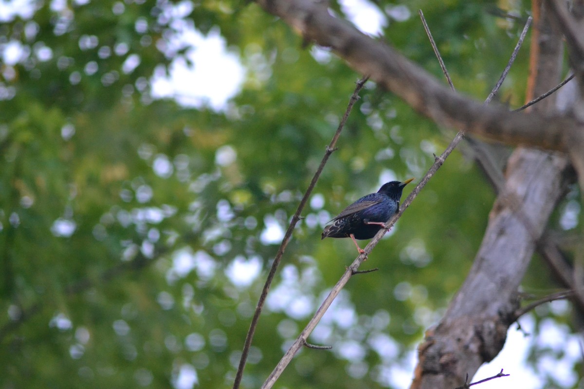 歐洲椋鳥 - ML449301501