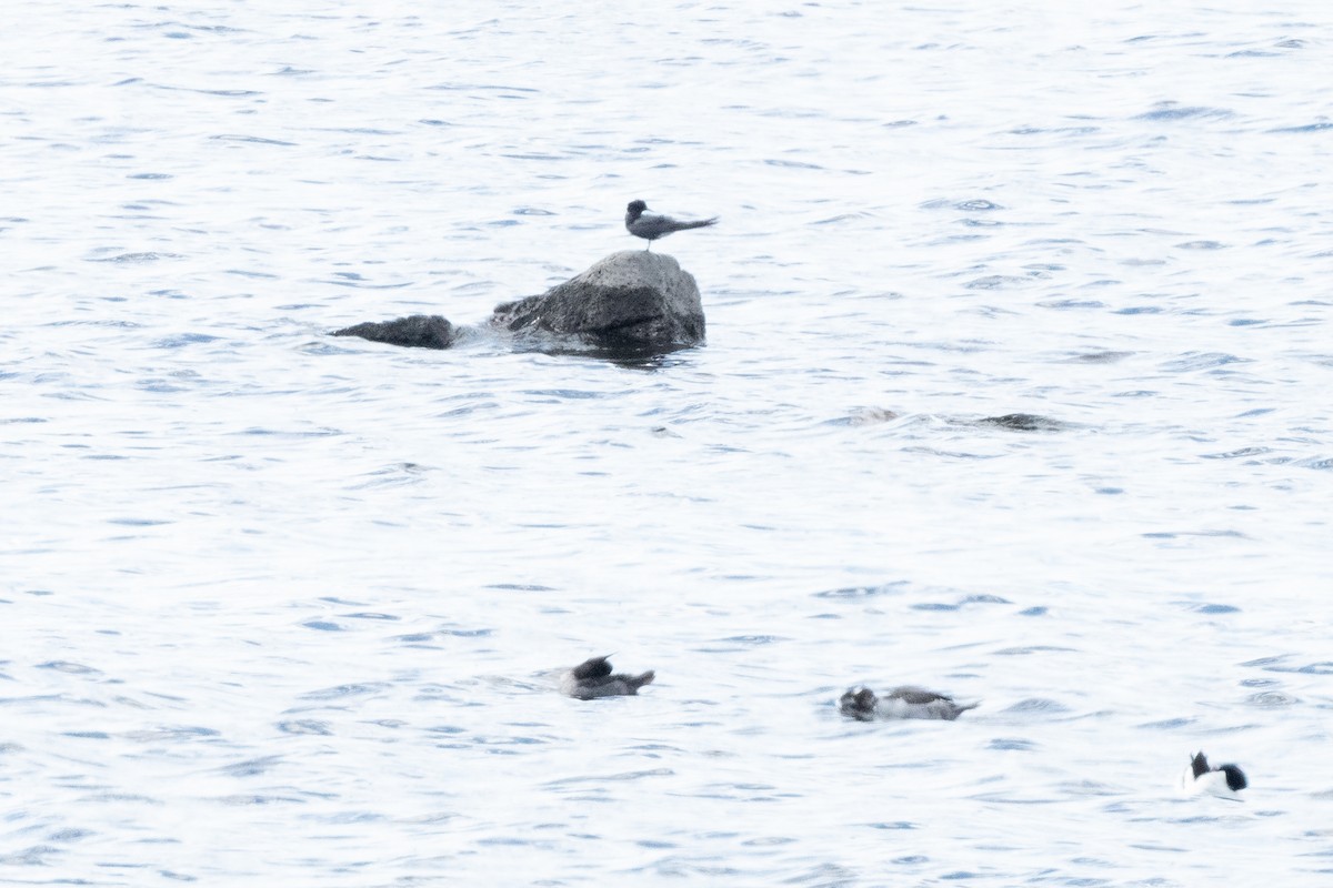 Black Tern - ML449301571