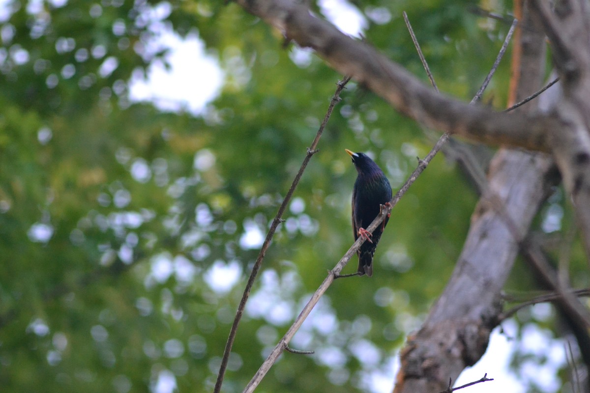 European Starling - ML449301611