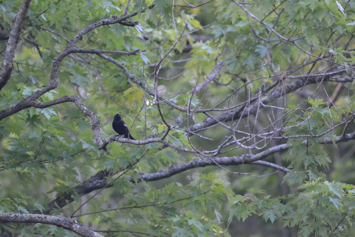 Red-winged Blackbird - ML449302081