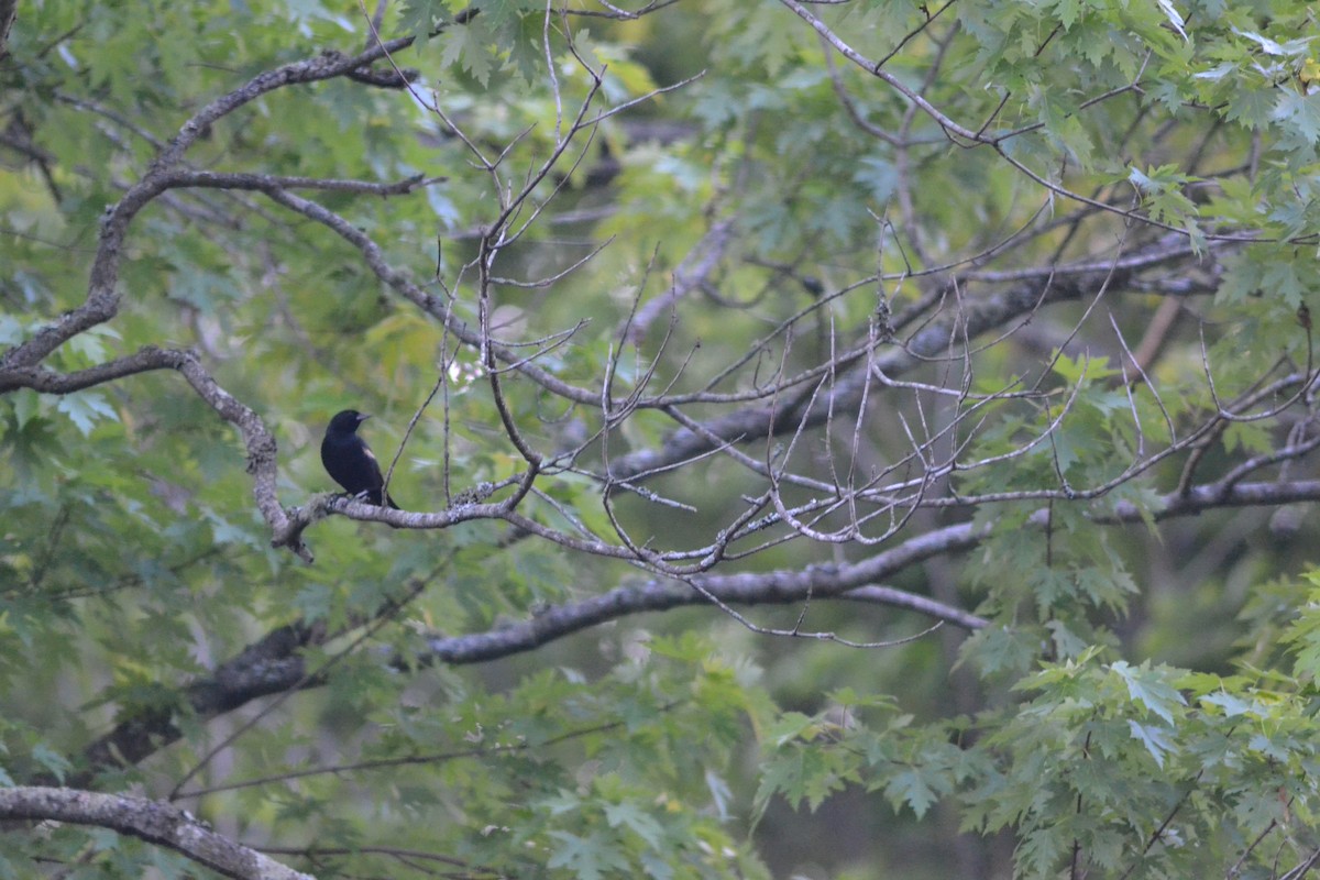 Red-winged Blackbird - ML449302101