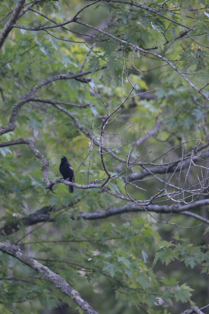 Red-winged Blackbird - ML449302111