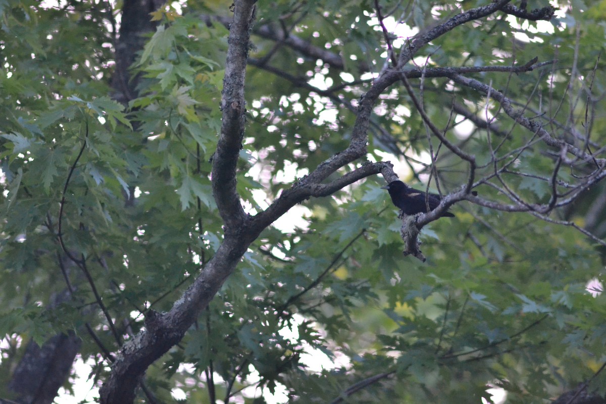 Red-winged Blackbird - ML449302121