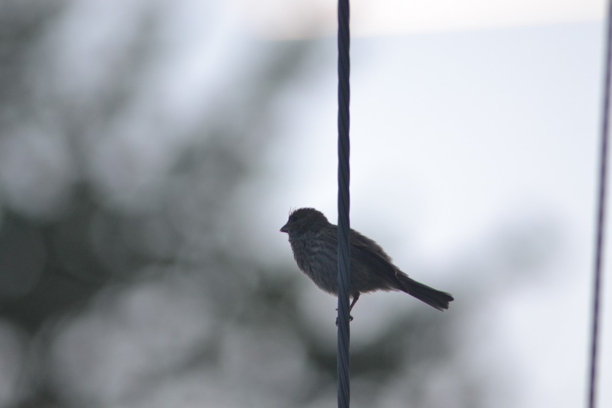 House Finch - ML449302141