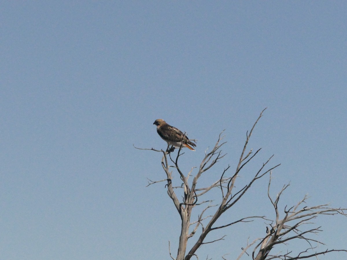 Red-tailed Hawk - ML449302811