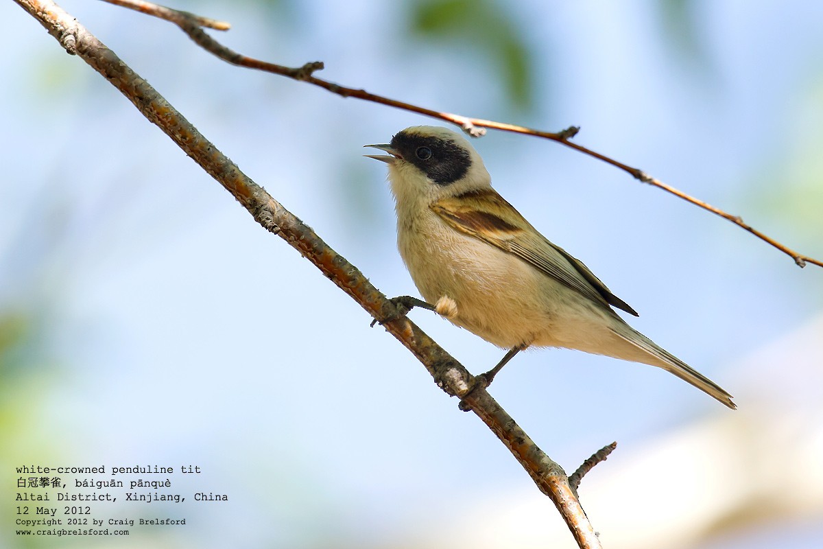 White-crowned Penduline-Tit - Craig Brelsford