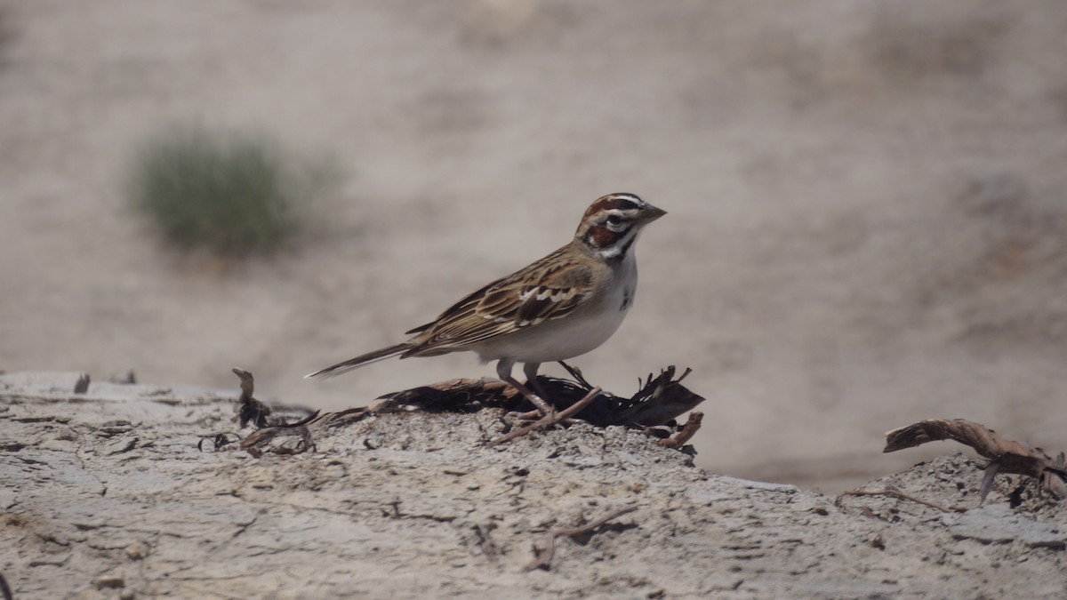 Lark Sparrow - ML449303251