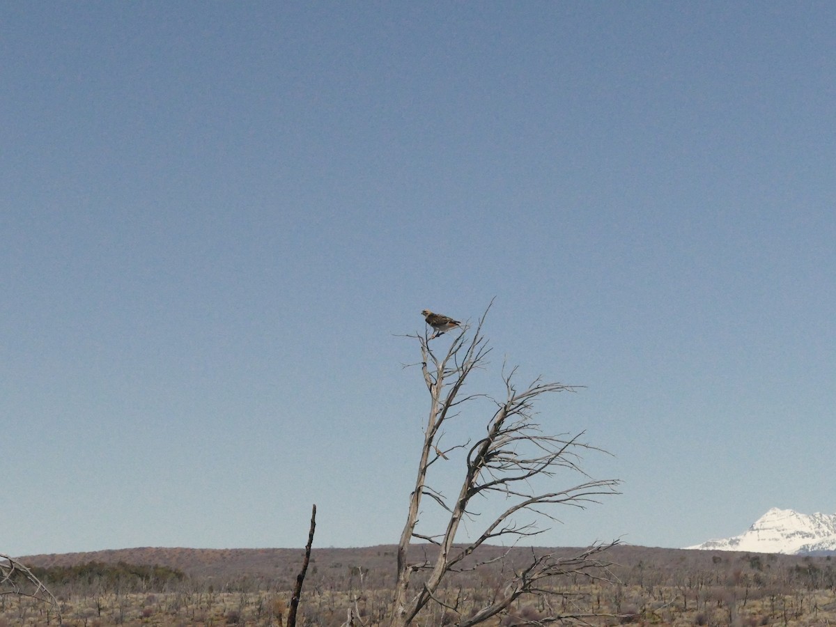 Red-tailed Hawk - ML449303381