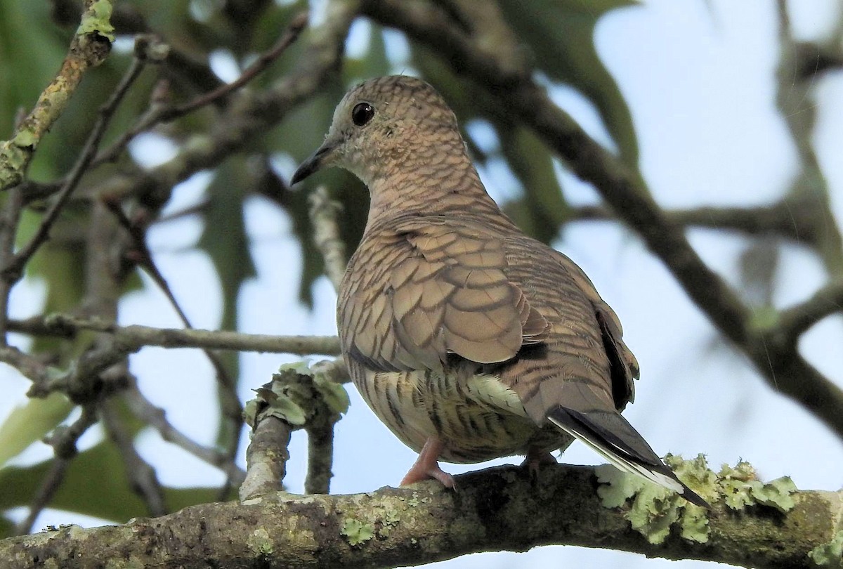 Inca Dove - ML449304721