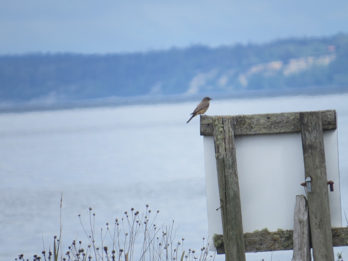 Say's Phoebe - ML449304741