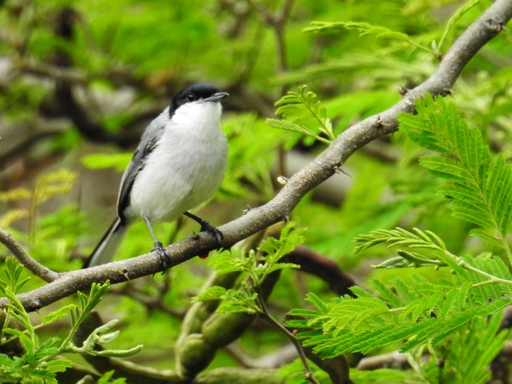 Tropical Gnatcatcher - ML449305161