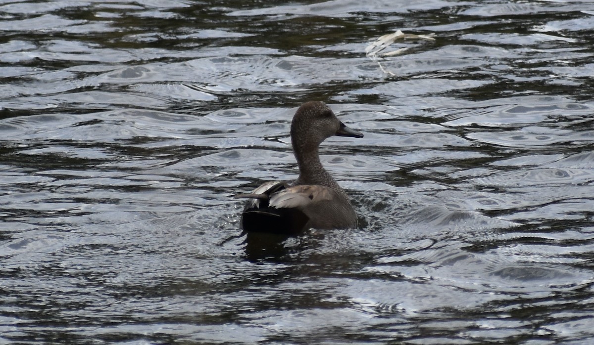 Gadwall - Steve Quick