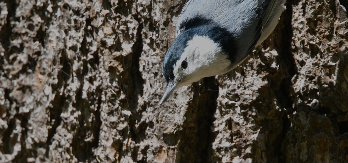 White-breasted Nuthatch - ML449307171