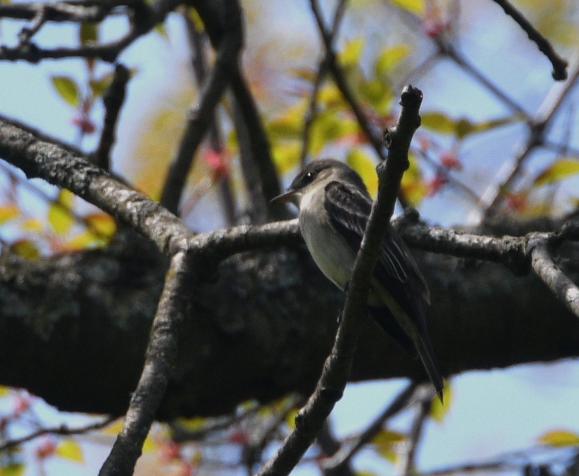 Eastern Wood-Pewee - ML449307911