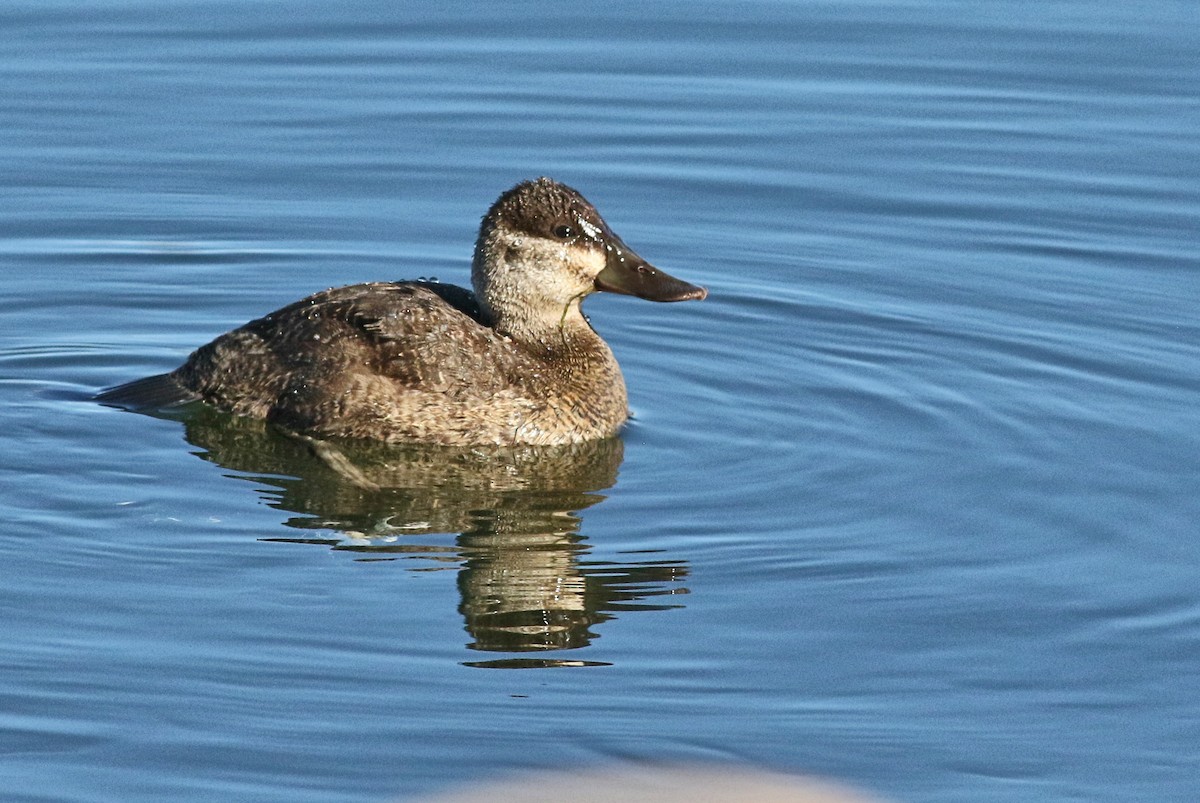 Ruddy Duck - Lorraine Lanning