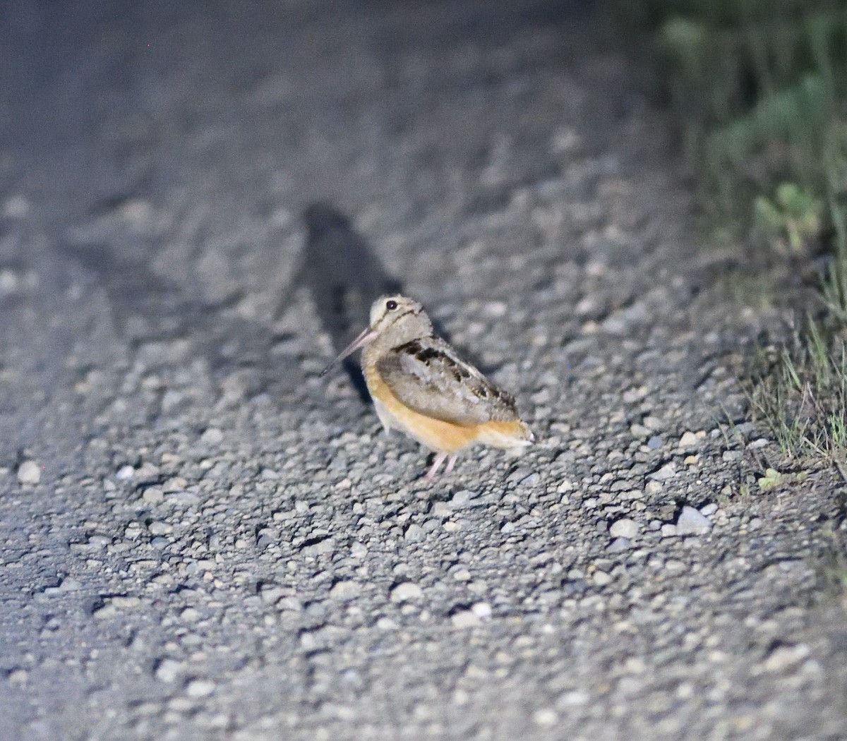 American Woodcock - ML449309721