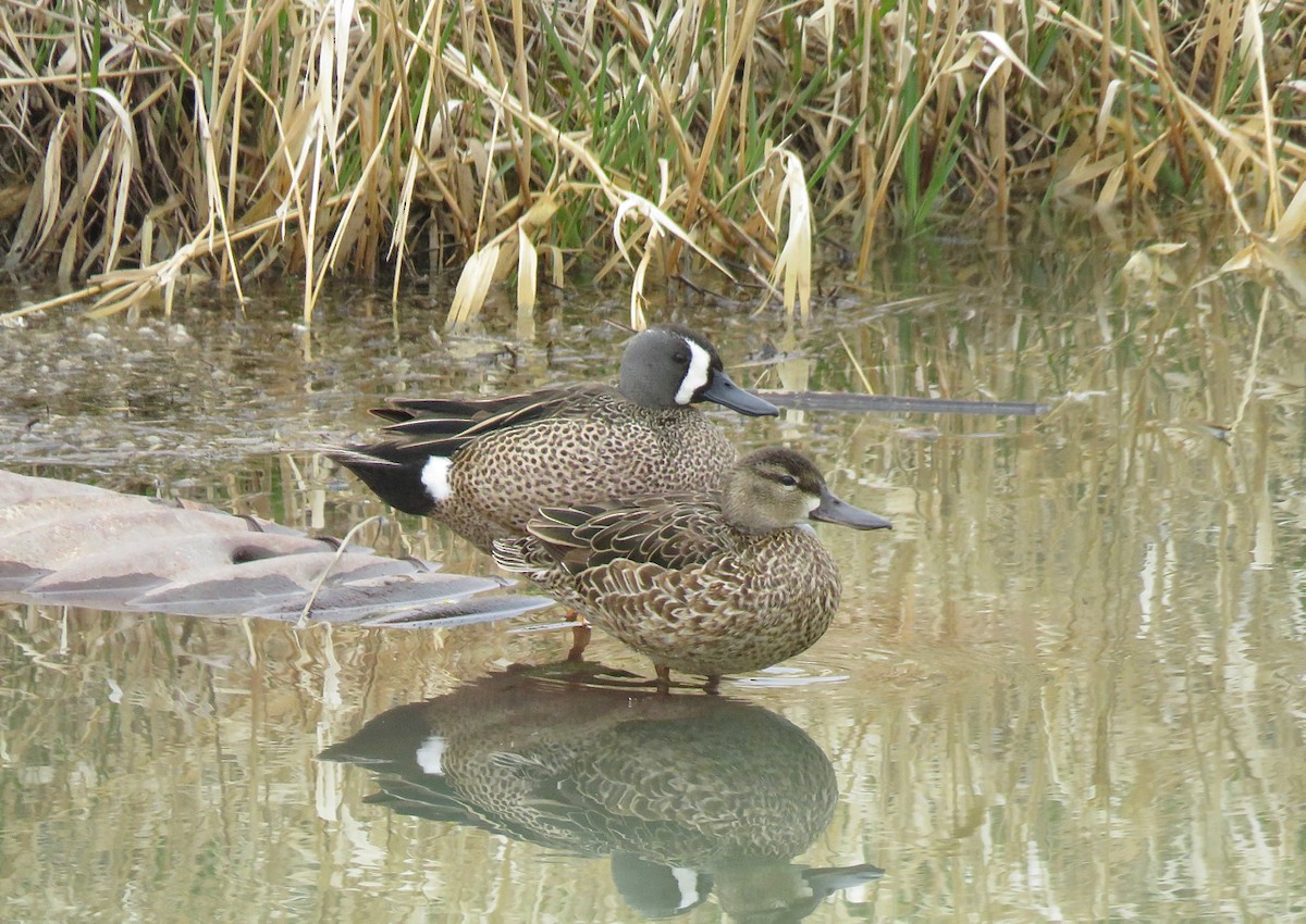 Blue-winged Teal - ML449311011
