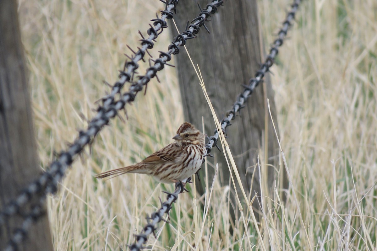 Song Sparrow - ML449311271