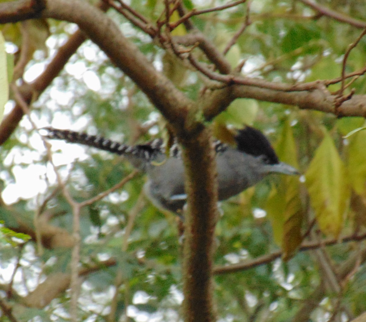 Batará Gigante - ML449311501