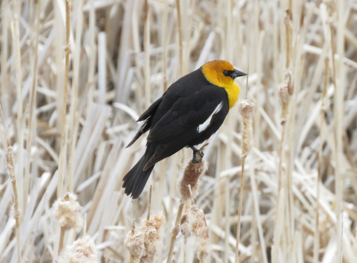 Yellow-headed Blackbird - ML449311851