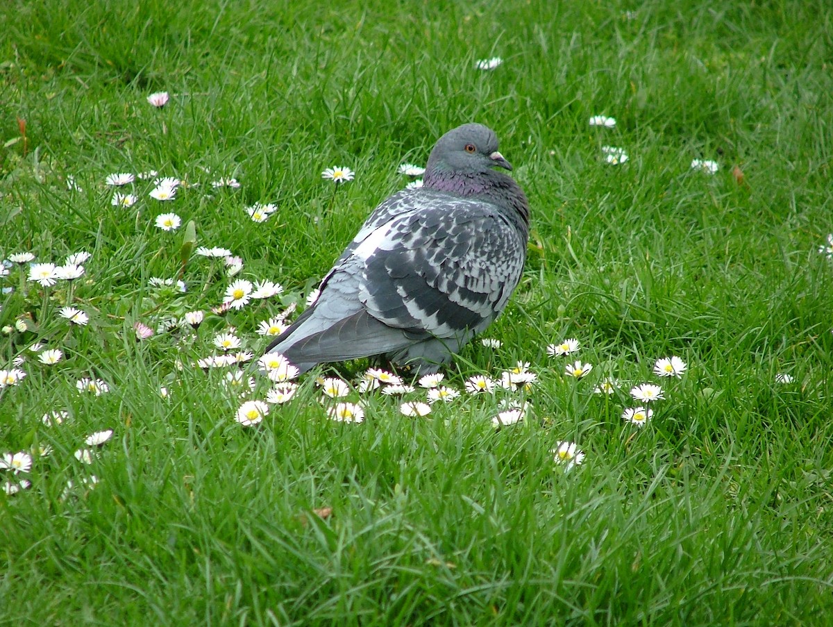 Rock Pigeon (Feral Pigeon) - ML449312431